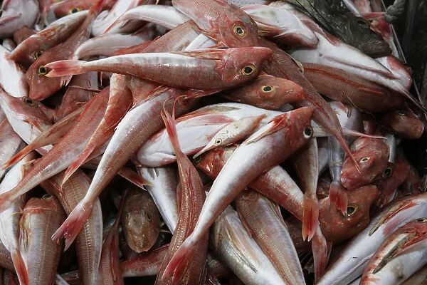 A close-up of freshly caught fish displayed on a market stall at the Marsaxlokk Fish Market in Malta. The fish, gleaming with freshness, are arranged neatly on ice, showcasing a variety of shapes, sizes, and colors. From silvery sardines to iridescent dorado, each specimen represents the rich bounty of the Mediterranean sea. Shoppers inspect the offerings, their faces illuminated by the soft glow of the market lights, as they select the perfect fish for their culinary creations.