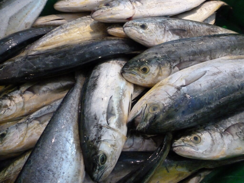 Freshly Caught Lampuki Fish: Essential Ingredient for Maltese Lampuki Pie