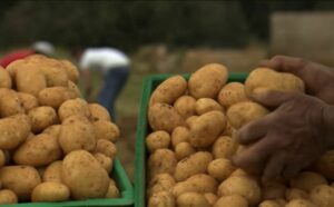 Freshly harvested local Maltese potatoes, highlighting their rich texture and quality grown in Malta's fertile limestone soil.