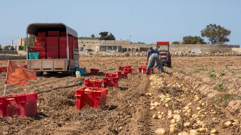 Local Maltese farmers harvesting high-quality potatoes in the fertile fields of Malta, showcasing sustainable agricultural practices and rich soil conditions ideal for potato cultivation.